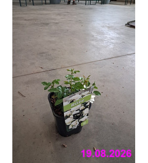 Rosa 'Schneeflocke' C 1,4 L